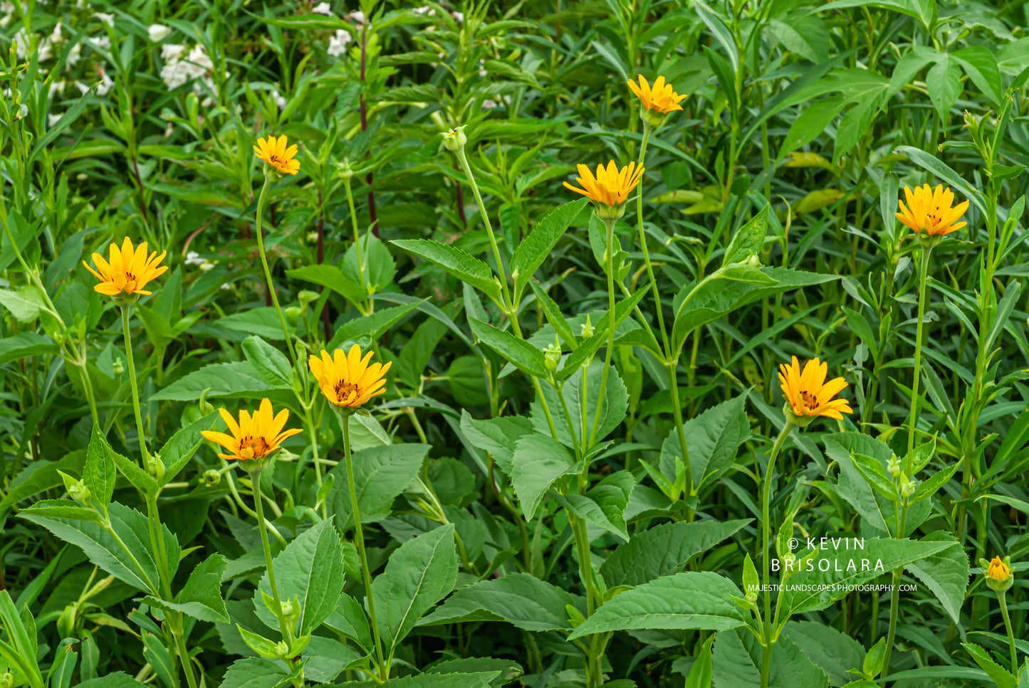 A COLORFUL PRAIRIE LANDSCAPE