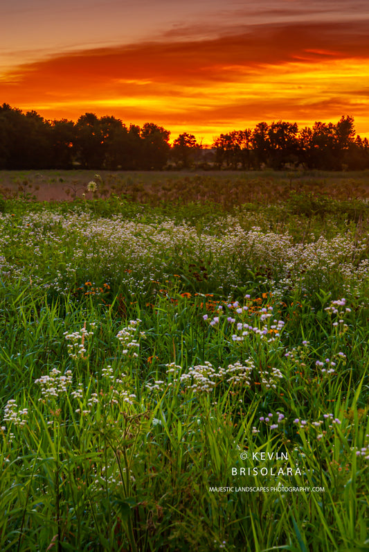 A SUMMER PRAIRIE SUNRISE FROM THE PARK