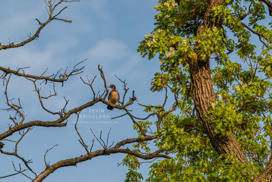 VIEWING THE WOOD DUCK