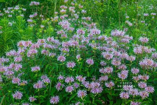 A BOUQUET OF BERGAMOT