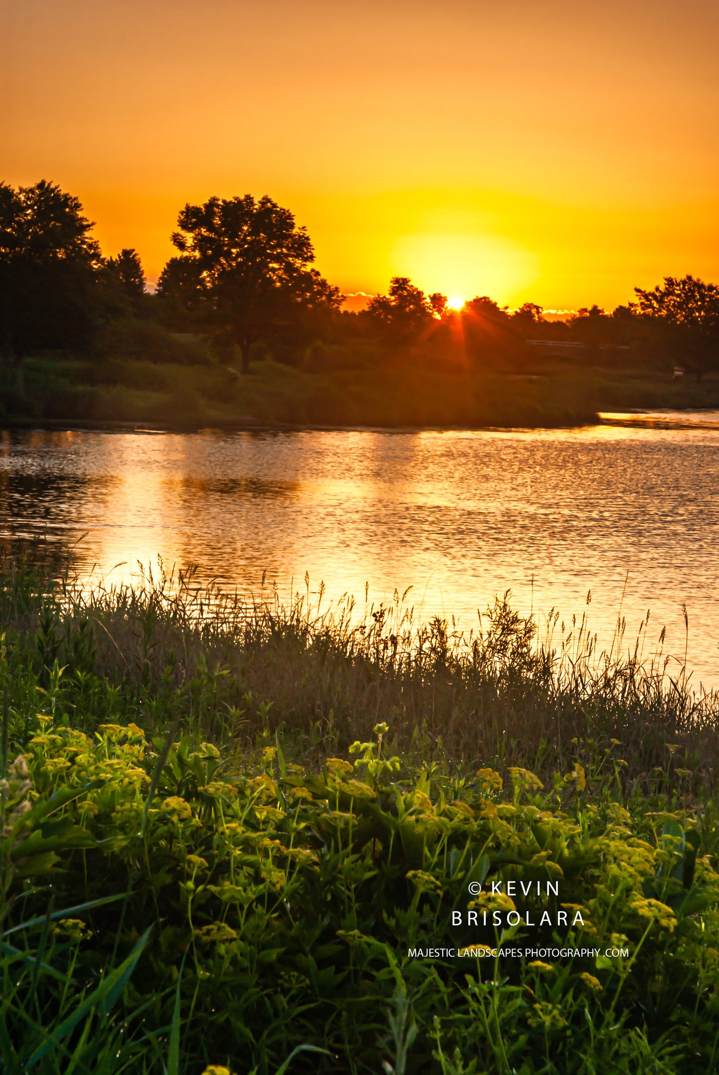 A GOLDEN ALEXANDER SUNRISE