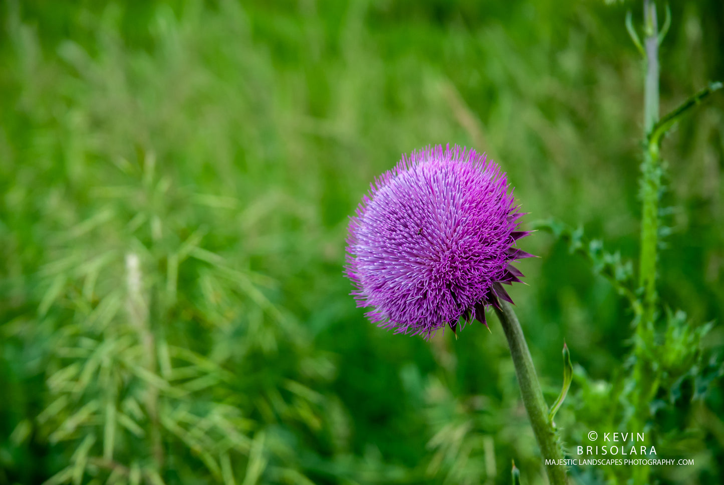 THE NODDING THISTLE