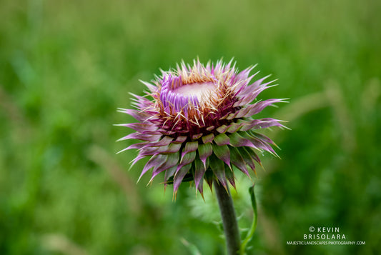 BEFORE THE BLOOM