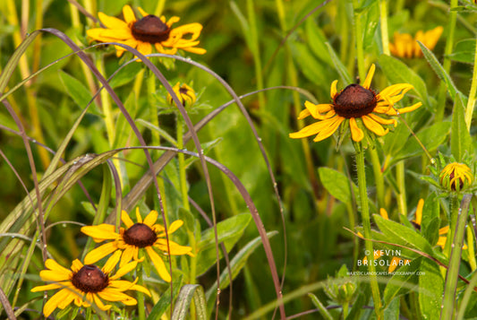YELLOW DELIGHT
