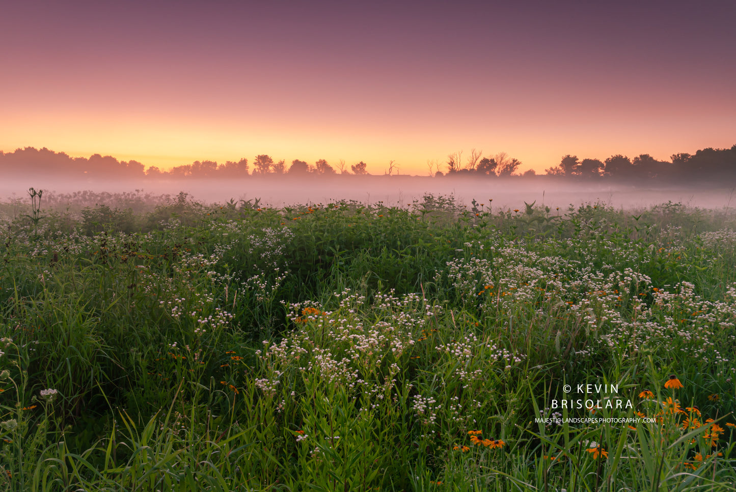 A MISTY JULY SUNRISE FROM THE PARK