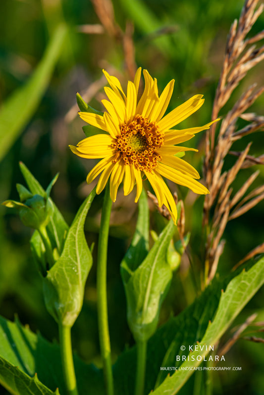 THE MORNING OF THE CUP PLANT FLOWER