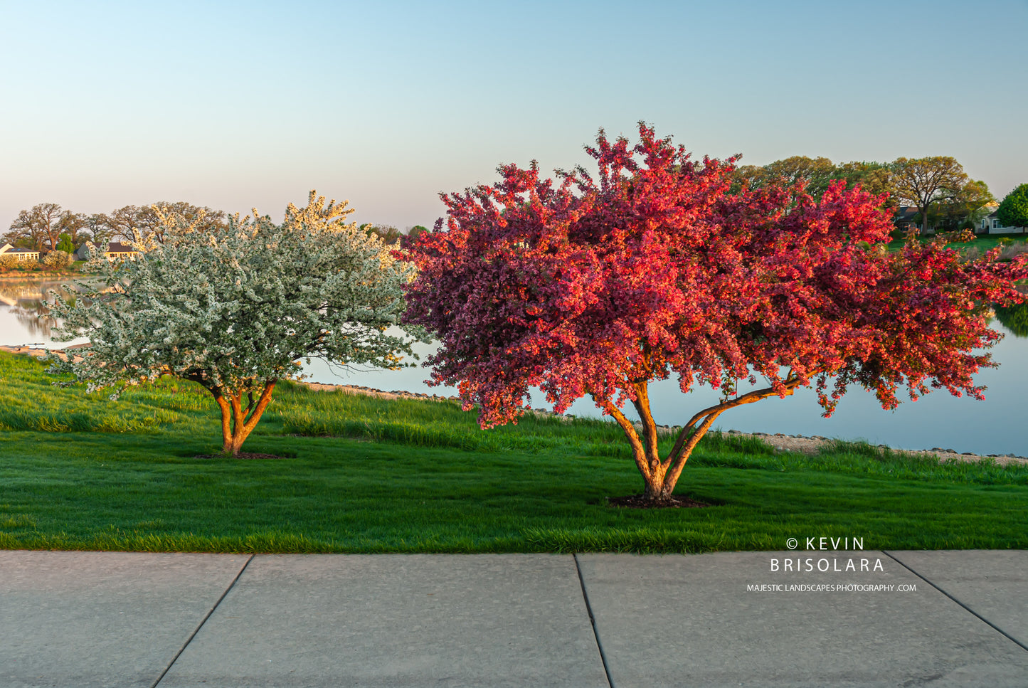 THE MORNING CRAB APPLES