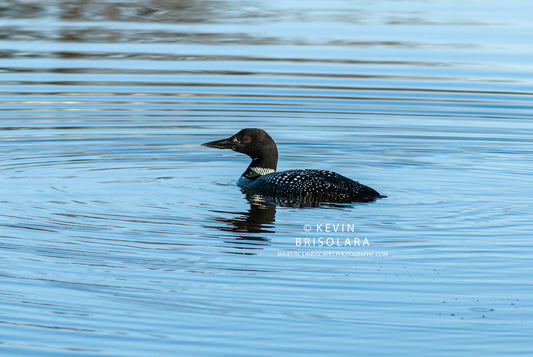 COMMON LOON