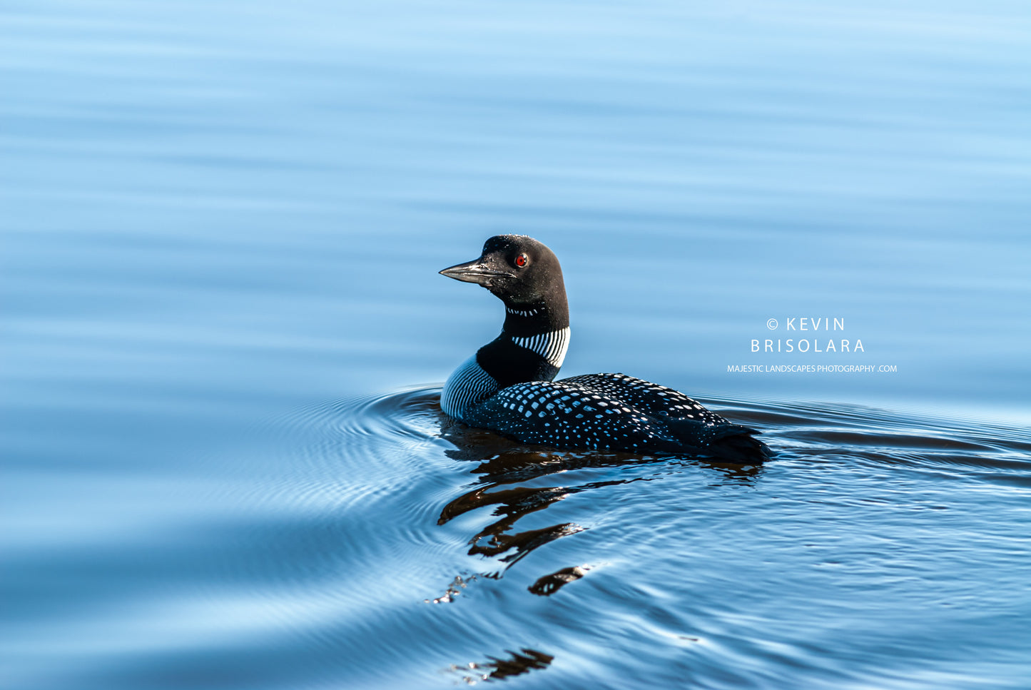 THE MAJESTIC COMMON LOON