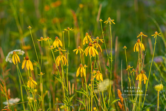 BLANKETING THE PRAIRIE