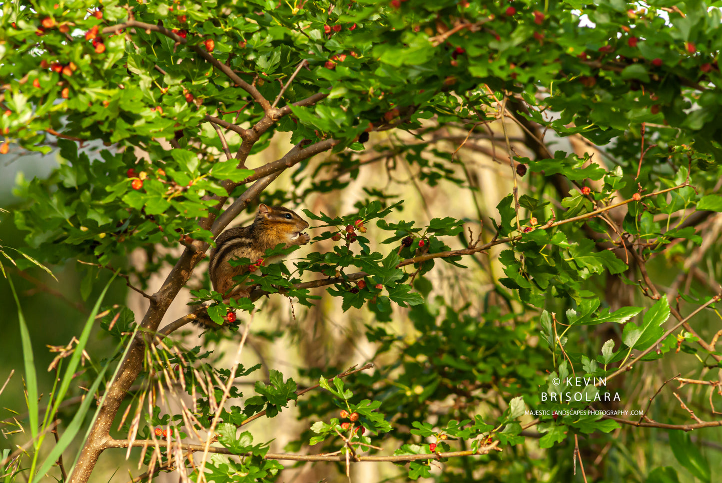 EASTERN CHIPMUNK AND MULBERRY TREE