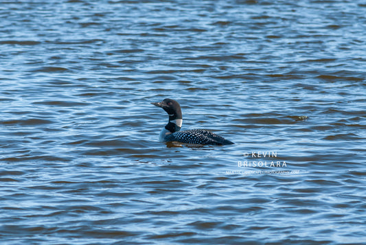 AN EARLY MORNING OUTING AT THE LAKE