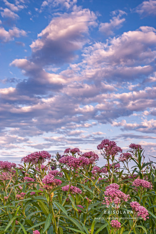 MORNING CLOUDS AND THE SWAMP MILKWEED