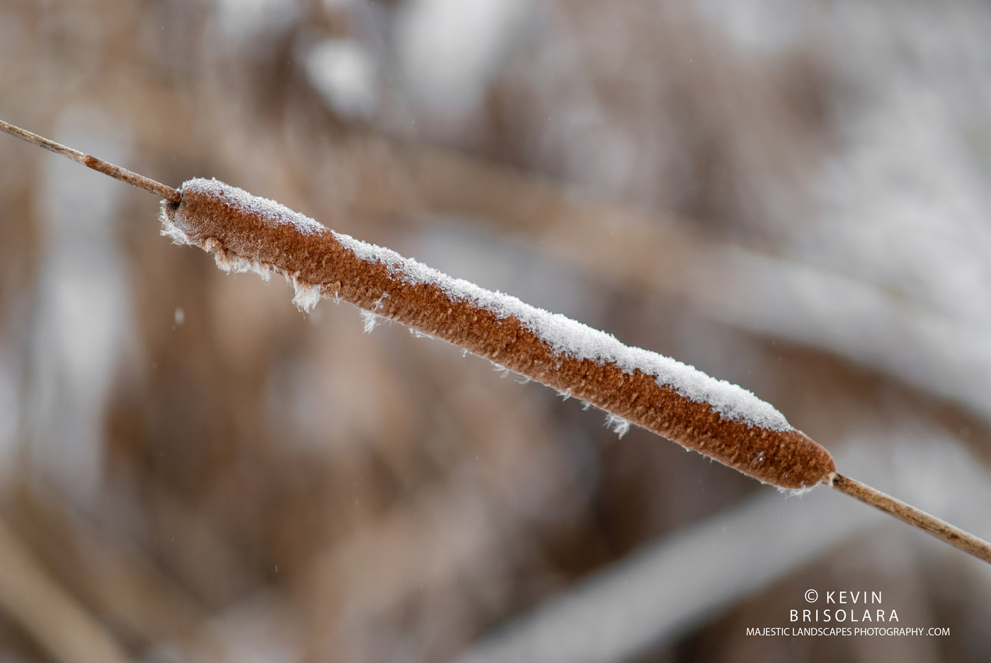 A WINTER WETLAND PRAIRIE CATTAIL