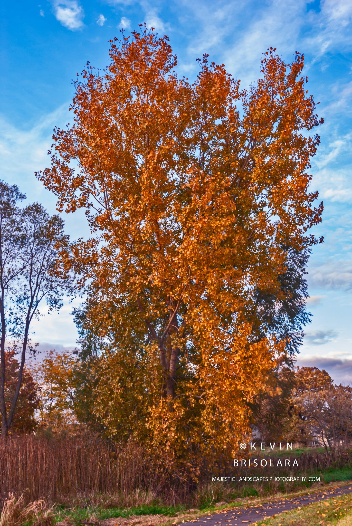 AUTUMN COTTONWOOD TREE