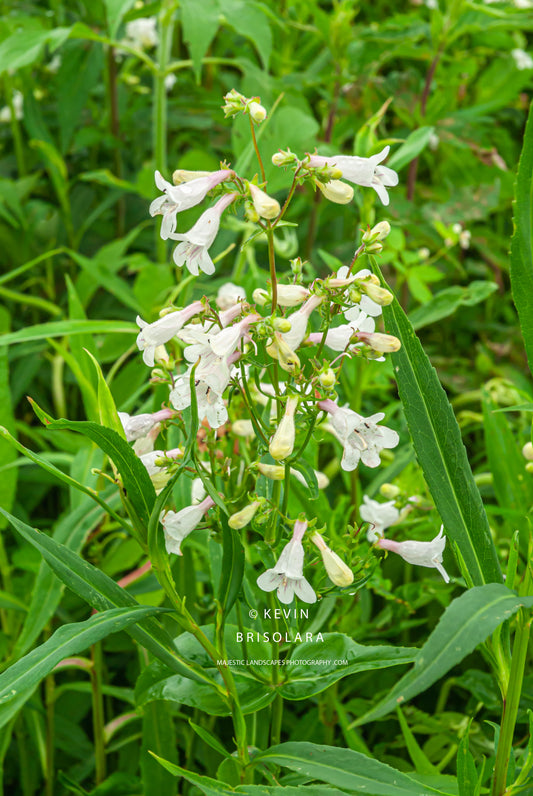 PENSTEMON WILDFLOWERS IN JUNE