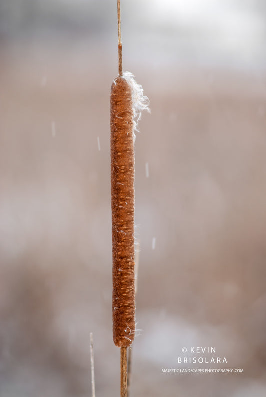 A BEAUTIFUL SCENE OF A CATTAIL