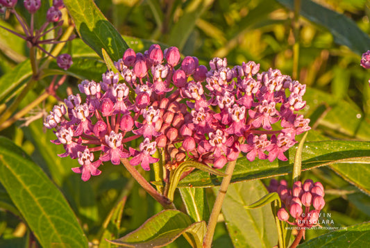 COLORFUL BEAUTY IN THE PARK