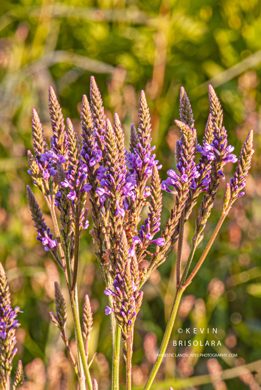 PURPLE FLOWERS FROM THE PARK