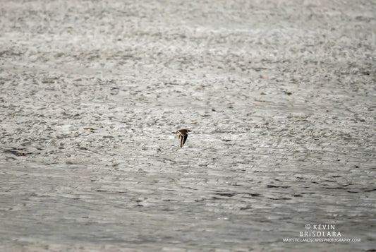 FLYING QUICKLY TO ITS MATE