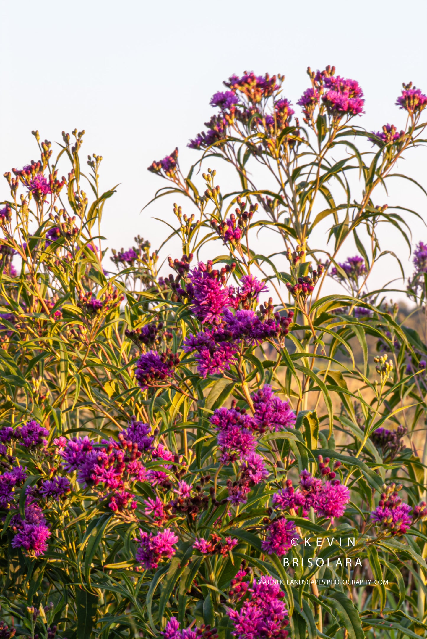 A VIEW OF THE IRONWEED FLOWERS