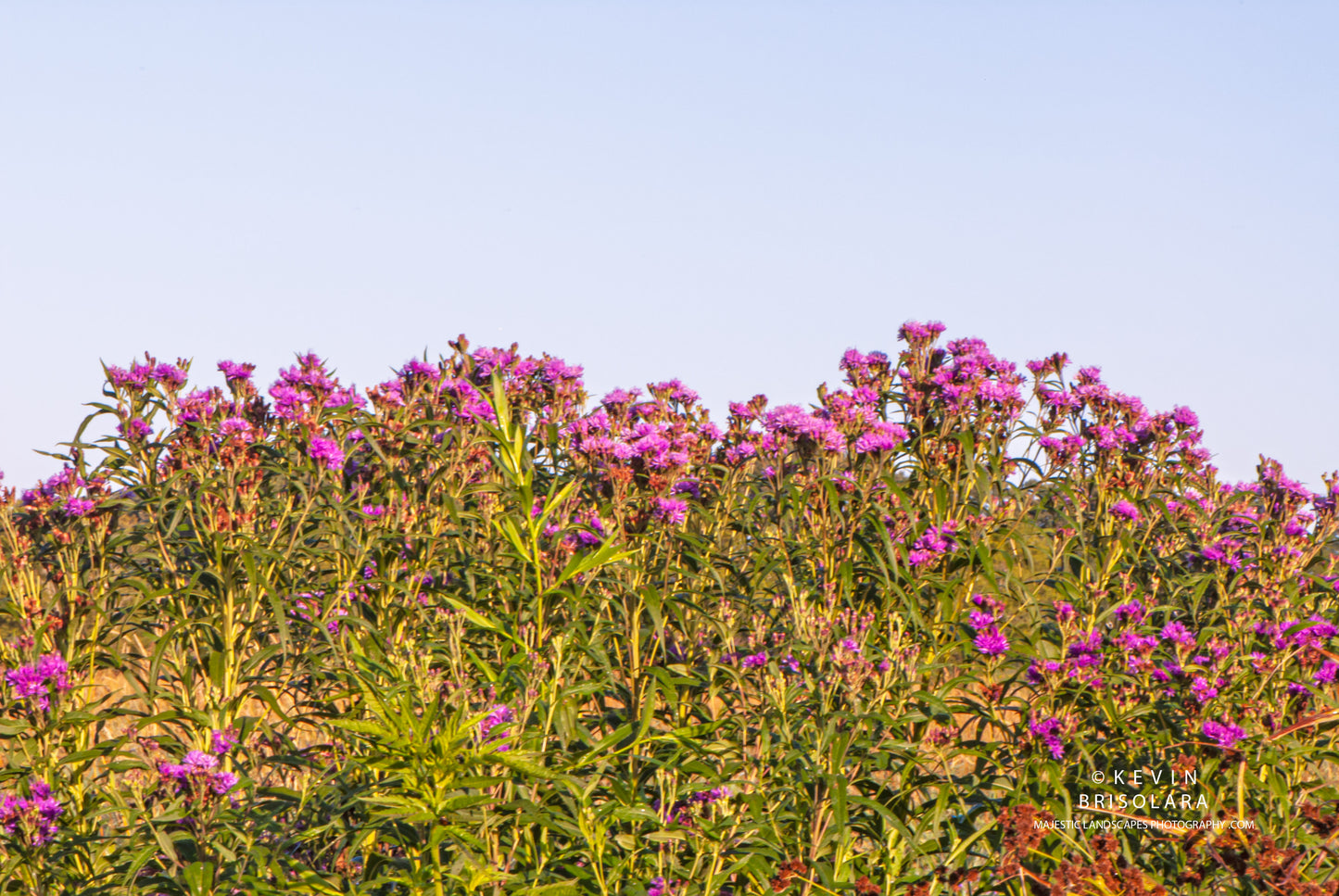 IRONWEED FLOWERS OF THE PARK