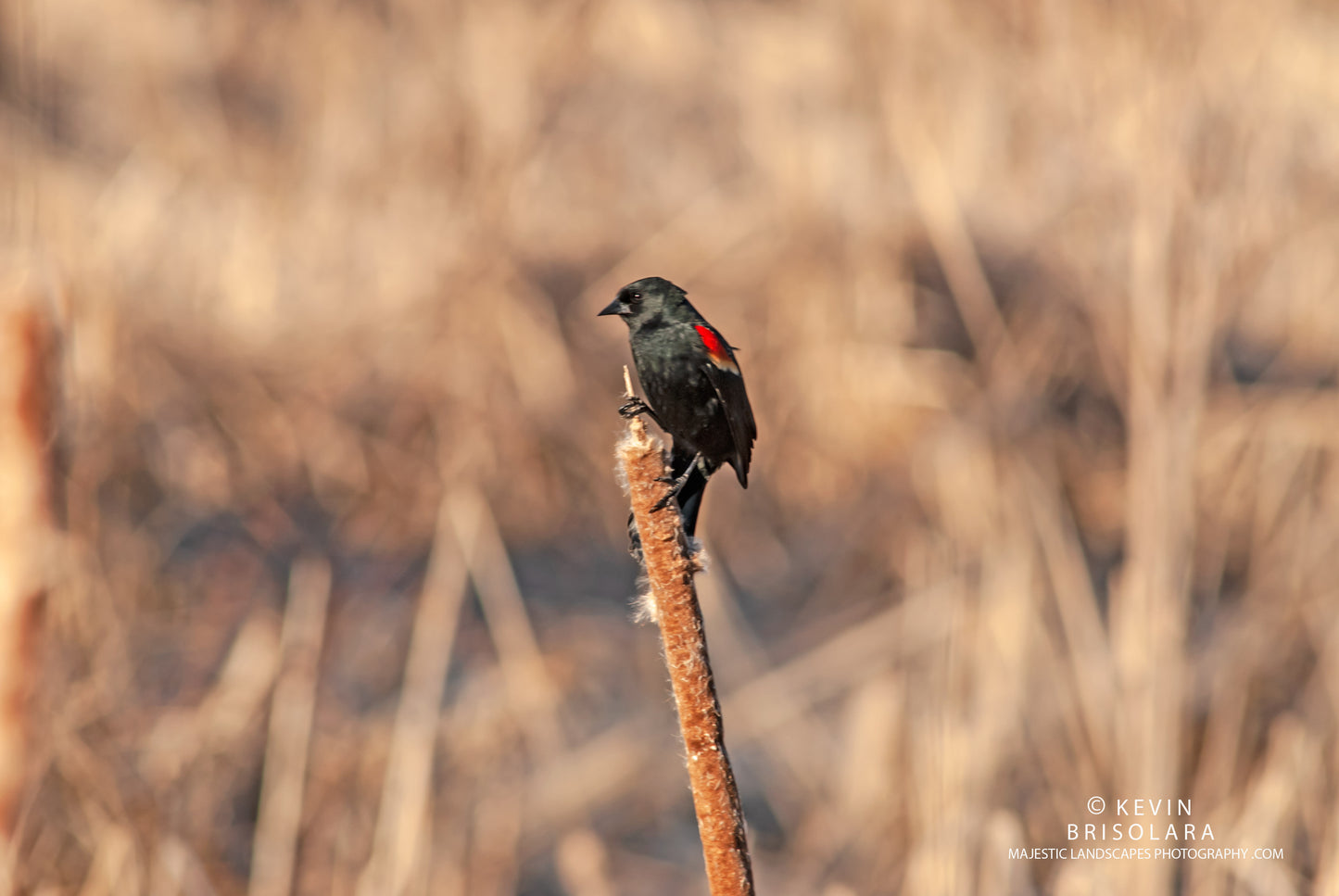 PERCHING ATOP THE CATTAILS