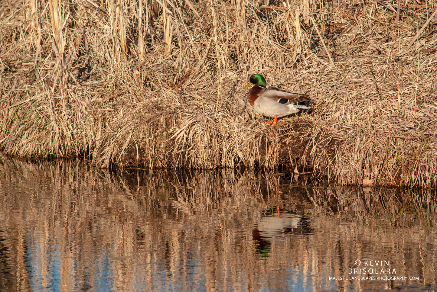 DISPLAY OF COLORS AT THE CREEK