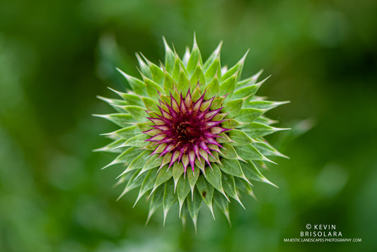 BEAUTY FROM THE PRAIRIE