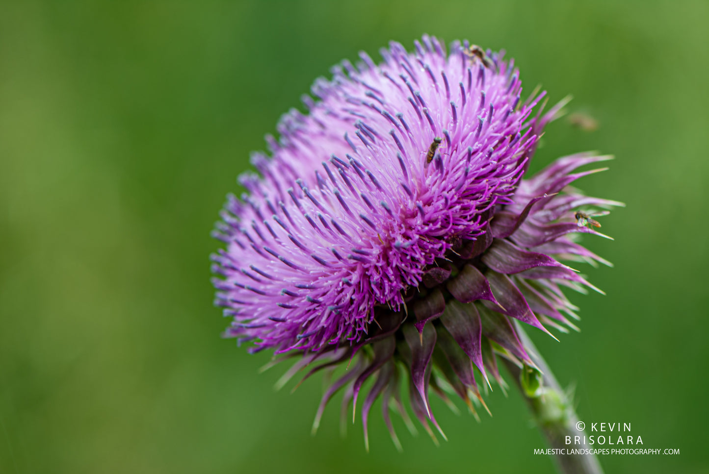 PURPLE BEAUTY