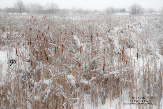 A MAJESTIC VIEW OF A WETLAND PRAIRIE