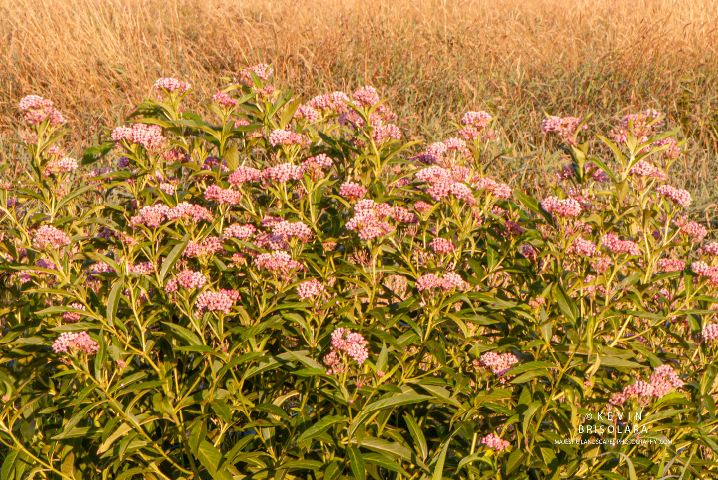 IN VIEW OF THE MILKWEED