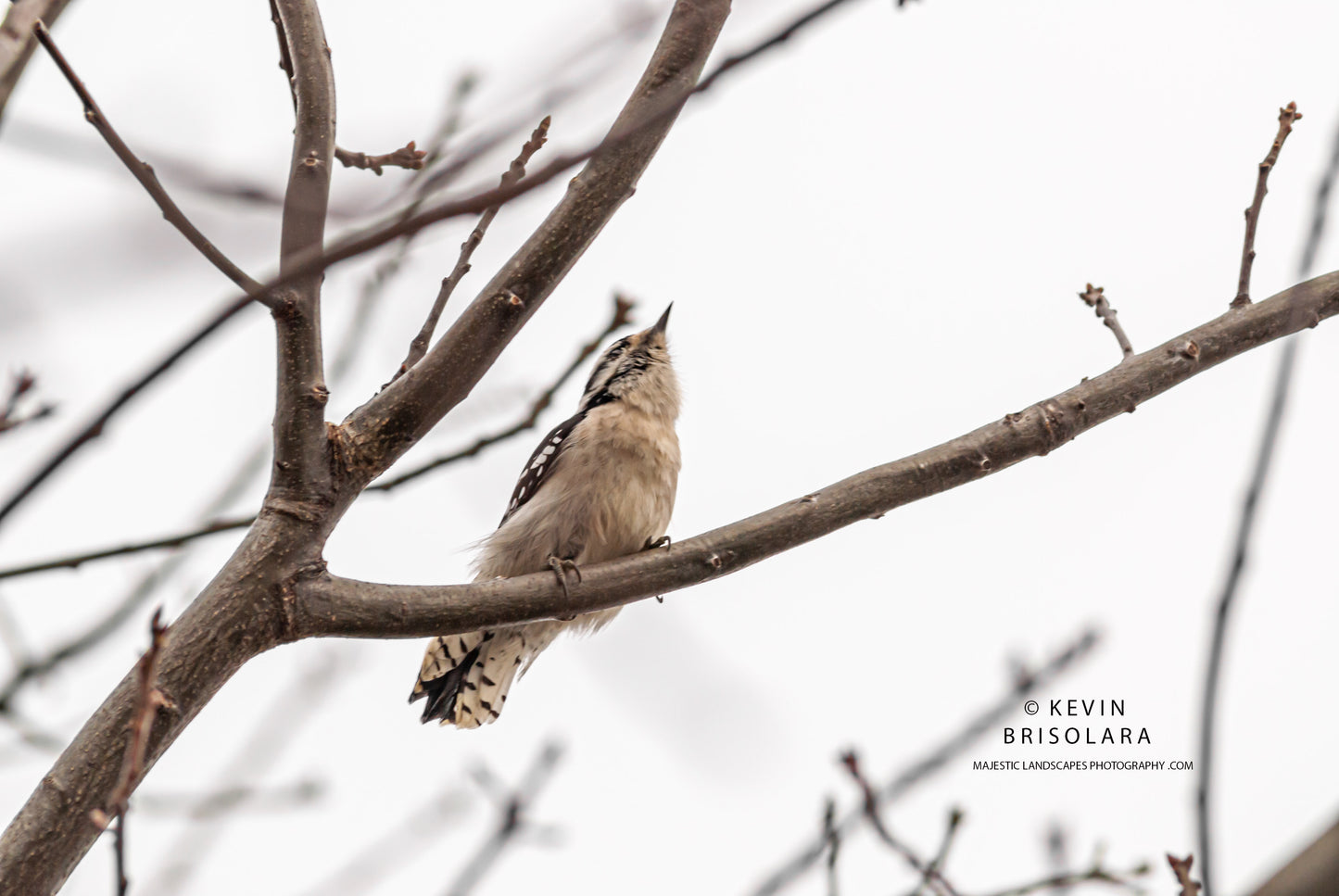 UP IN THE TREE TOPS A WOODPECKER GOES