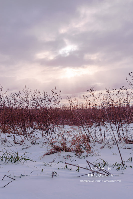 OPENING UP TO THE PRAIRIE