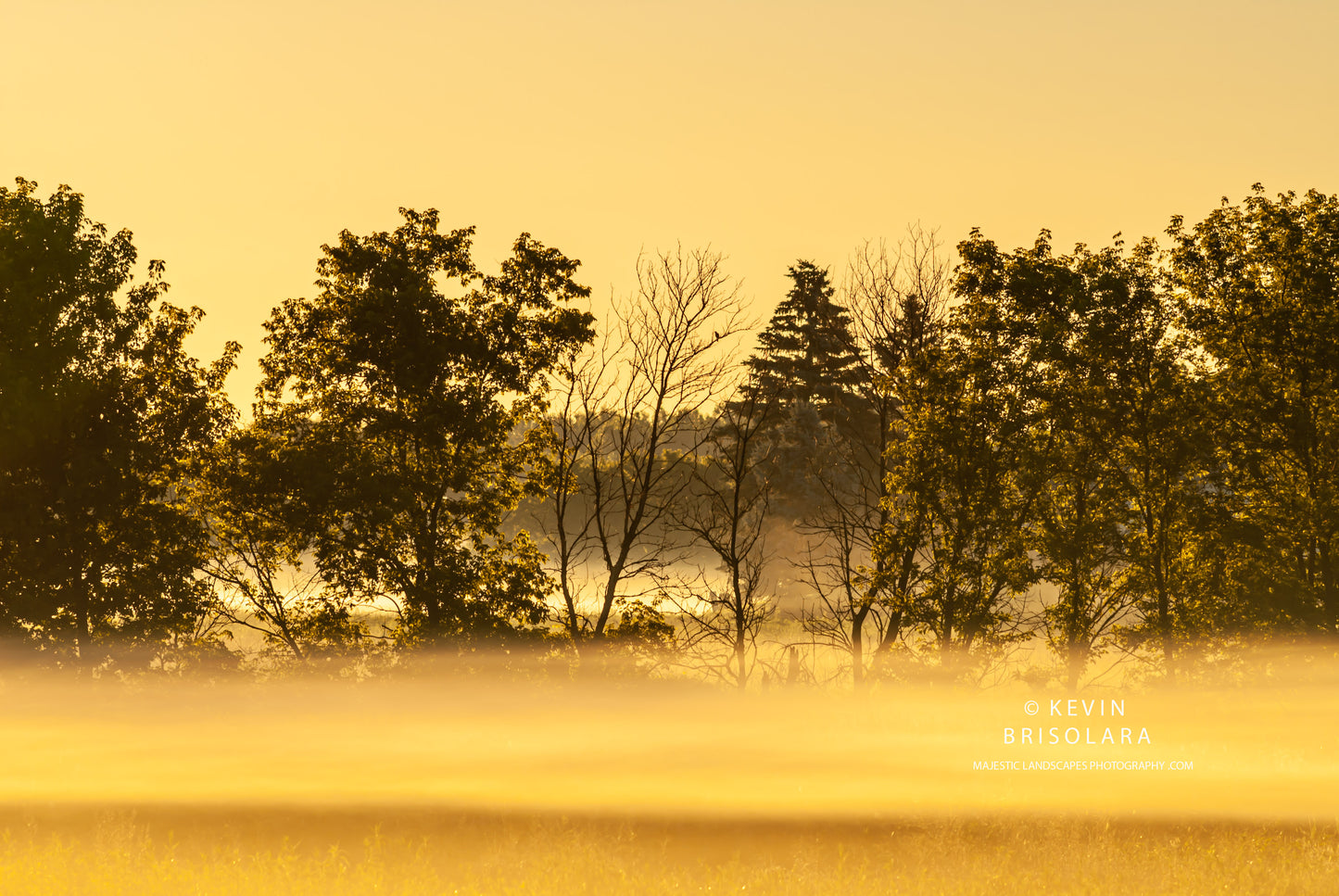 A GOLDEN MIST FROM THE PRAIRIE