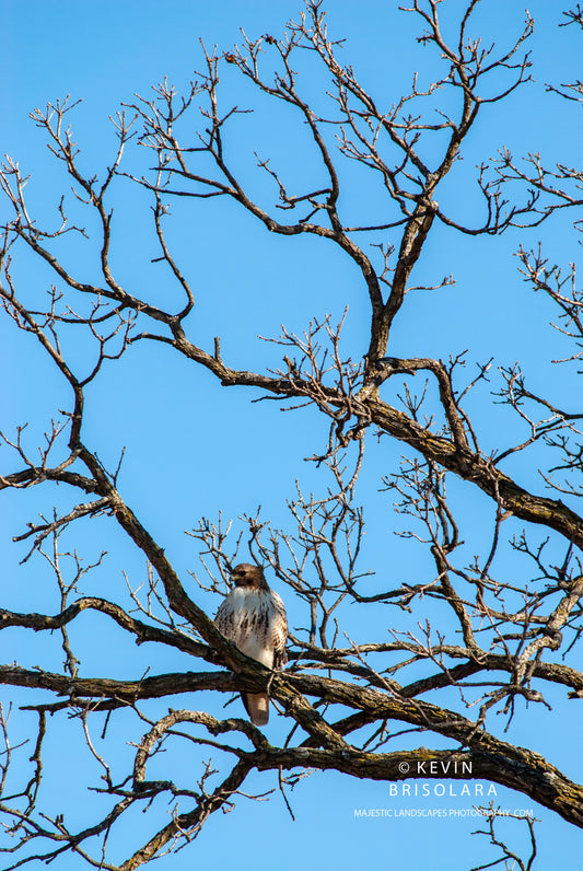 WATCHING THE SURROUNDING LANDSCAPE