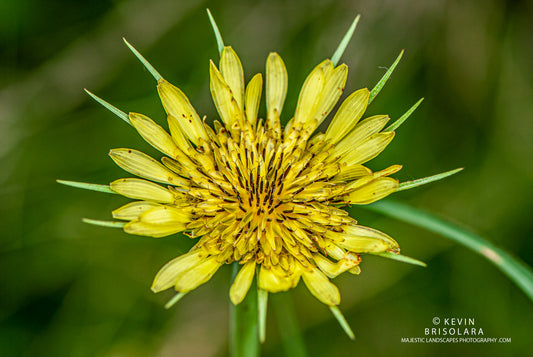 YELLOW BEAUTY BY THE CREEK