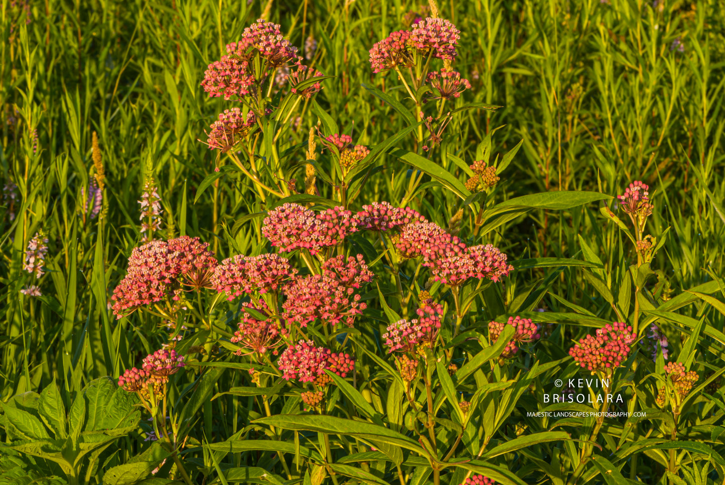 SWAMP MILKWEED PLANT