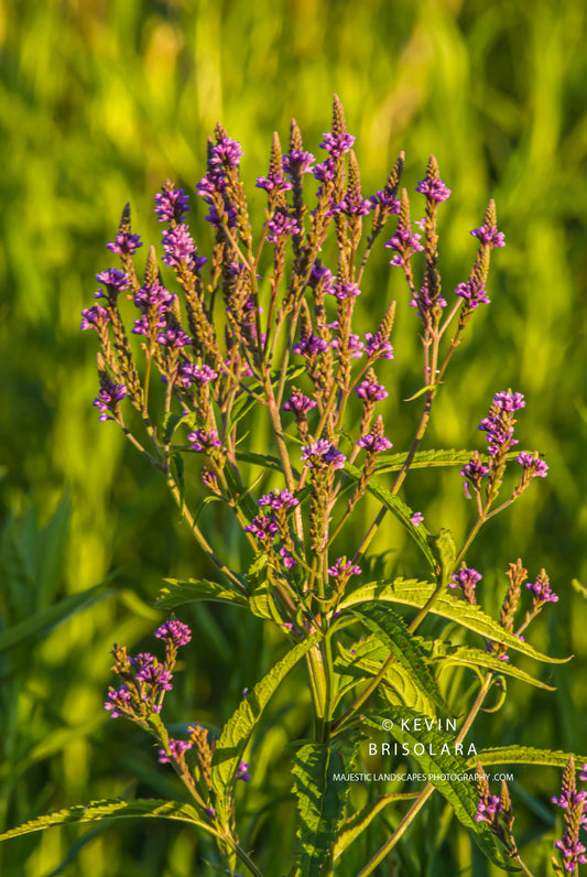 WILDFLOWER BEAUTY