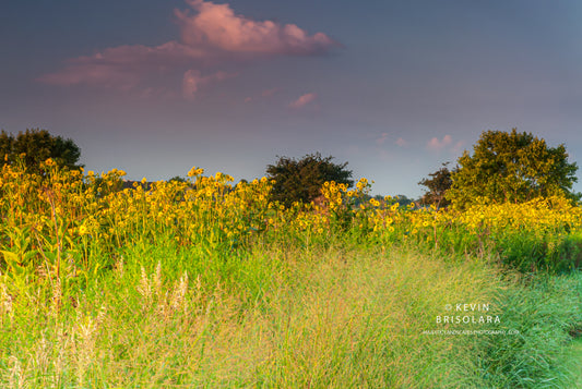 FIELD OF CUP PLANTS