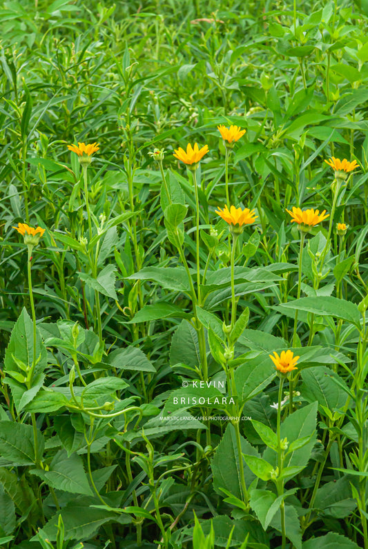 FIELDS OF SUNFLOWERS