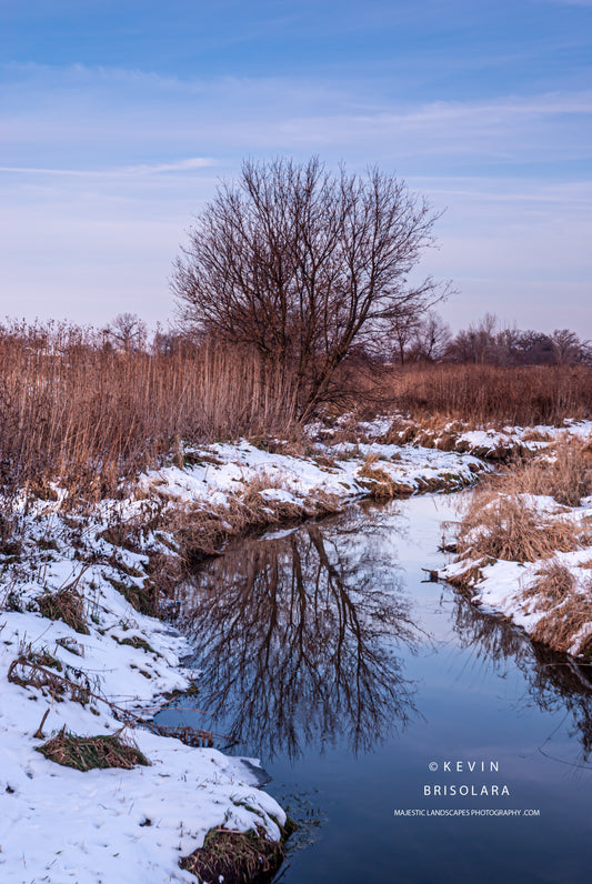 REFLECTIONS OF THE BOX ELDER
