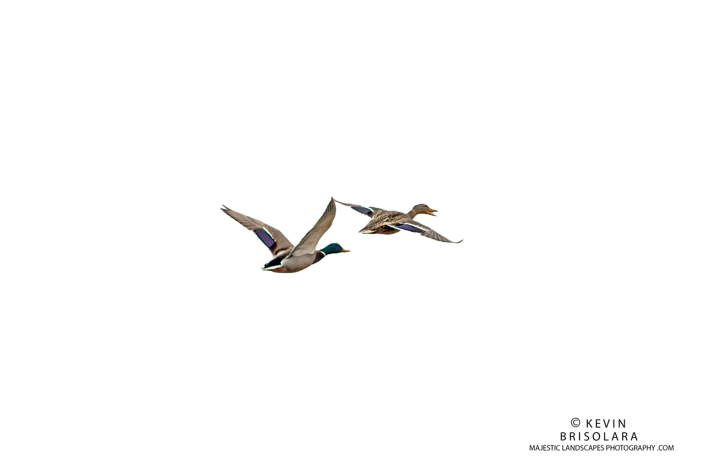 TAKING FLIGHT