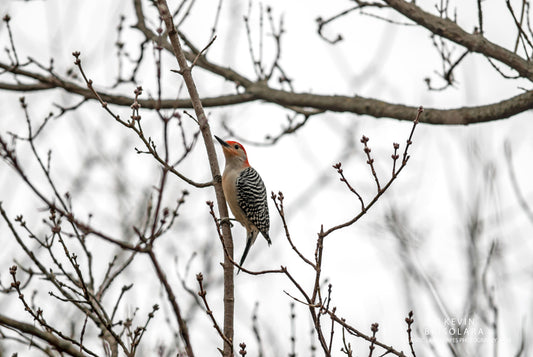 LISTENING TO THE WOODPECKERS