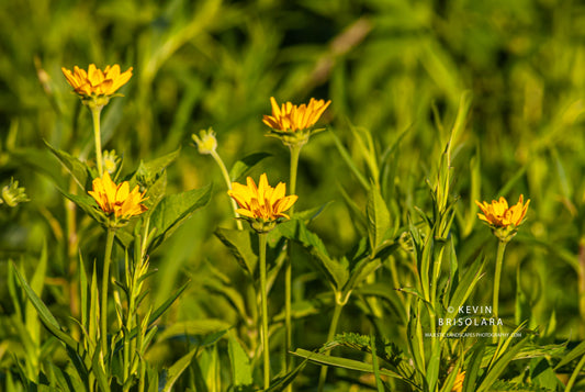 NOTE CARDS 452_121  FALSE SUNFLOWER