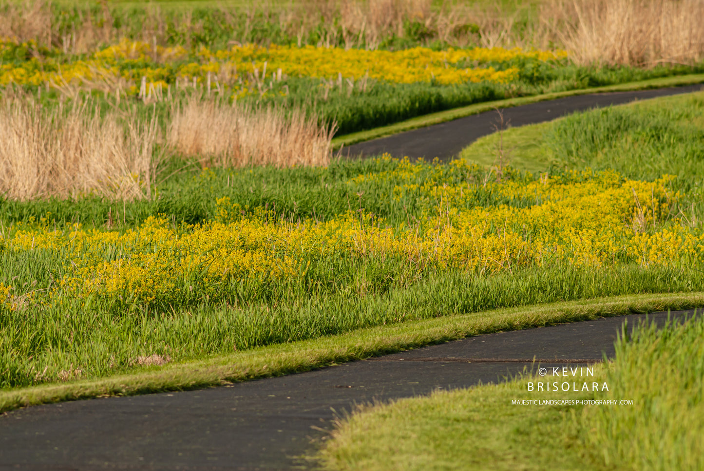 COLORS AND PATTERNS FROM THE PARK