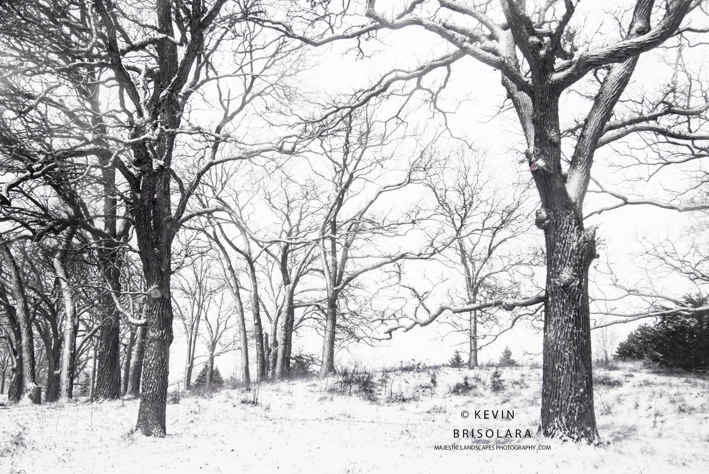 AN OAK SAVANNA WINTER LANDSCAPE