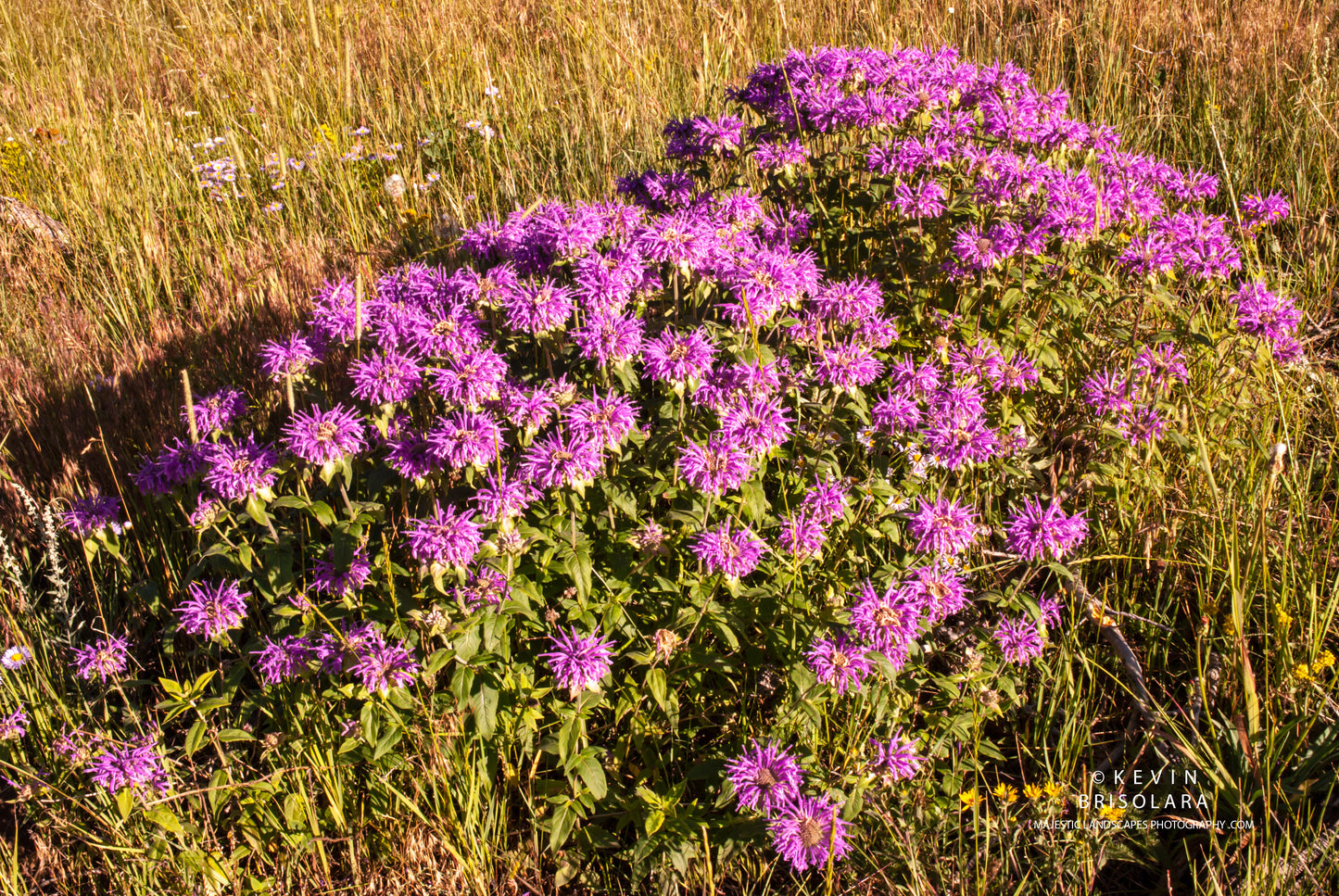 MORNING WILDFLOWERS OF BERGAMOT