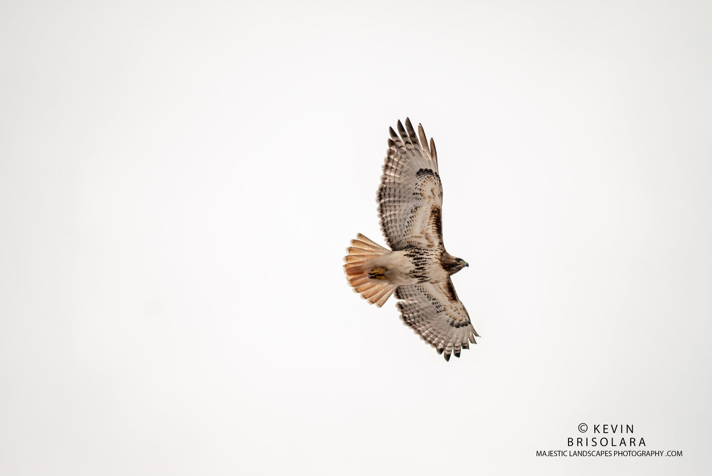 AERIAL BEAUTY ON THE WING