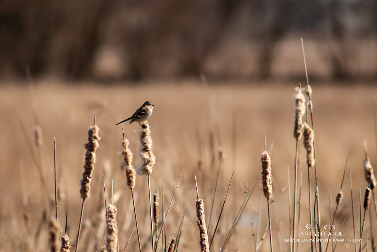 PERCHED ATOP A CATTAIL